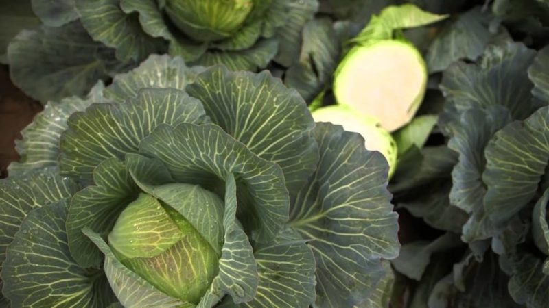 High-yielding unpretentious Kilaton f1 cabbage hybrid
