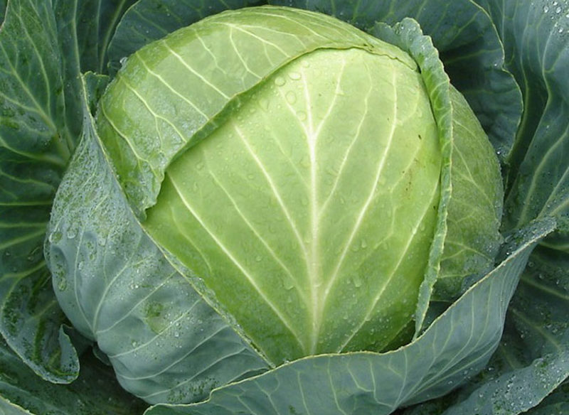 Stable mid-season cabbage hybrid Centurion f1
