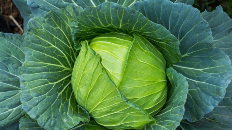 High-yielding Westry f1 cabbage hybrid with excellent taste