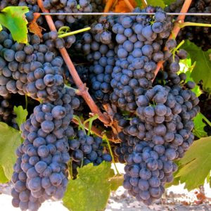 Red grape hybrid Pinotage
