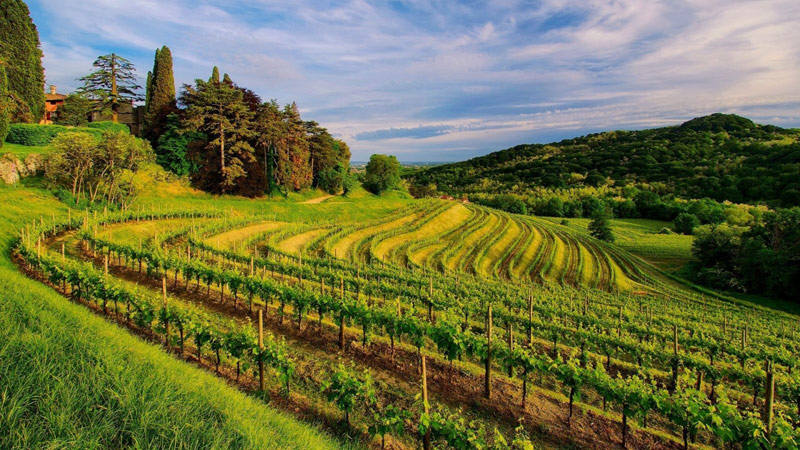 Red grape hybrid Pinotage