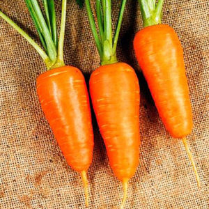 High-yielding hybrid of Boltex carrots with excellent taste