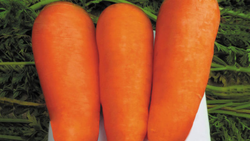 High-yielding hybrid of Boltex carrots with excellent taste