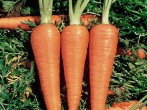 High-yielding hybrid of Boltex carrots with excellent taste