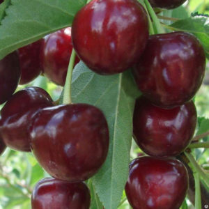 Cherry-cherry hybrid Miracle cherry