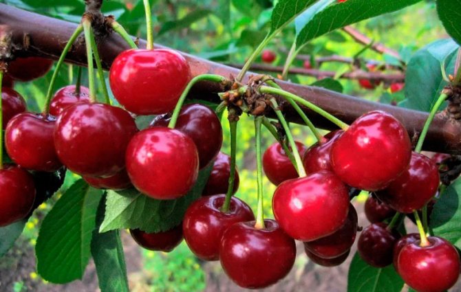 Cherry-cherry hybrid Miracle cherry