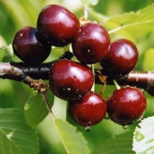 Cherry-cherry hybrid Miracle cherry