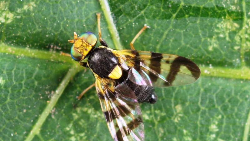 What worms spoil honeysuckle berries and how to get rid of them