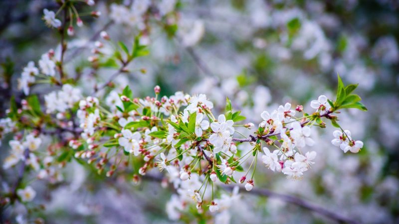 Cherry-cherry hybrid Miracle cherry