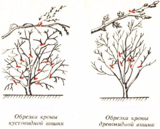 Cherry-cherry hybrid Miracle cherry