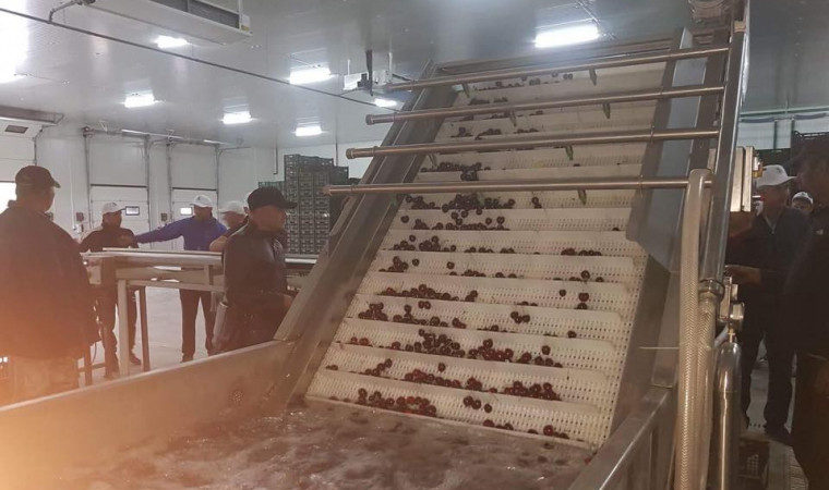 Recommendations on how to store cherries at home fresh and processed