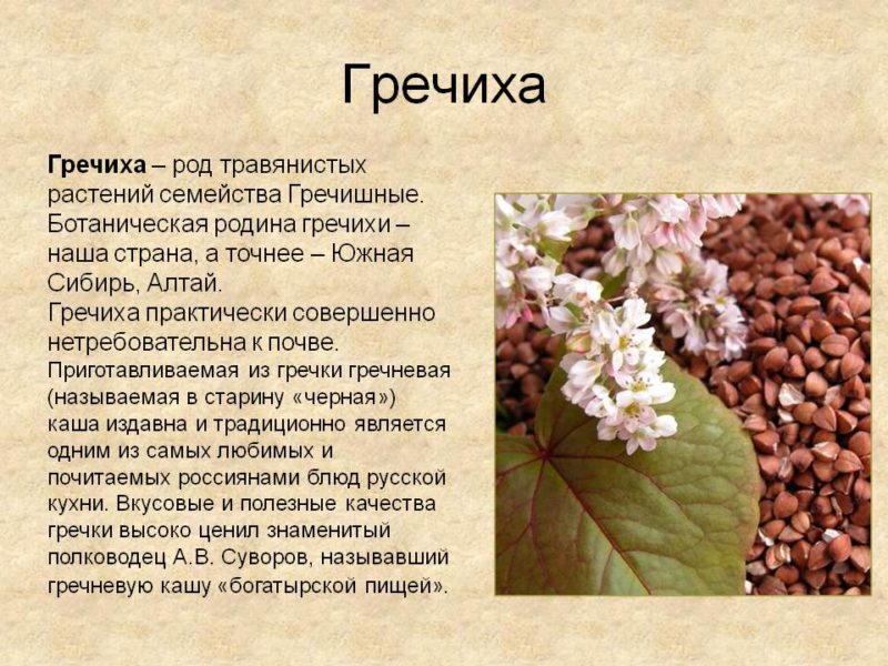 All about buckwheat: what it is and where it comes from, history of origin and quality assessment