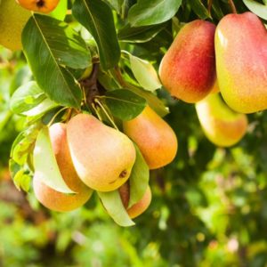 The best summer varieties of pears: description and characteristics