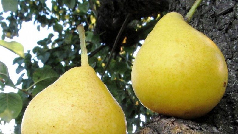 The best summer varieties of pears: description and characteristics