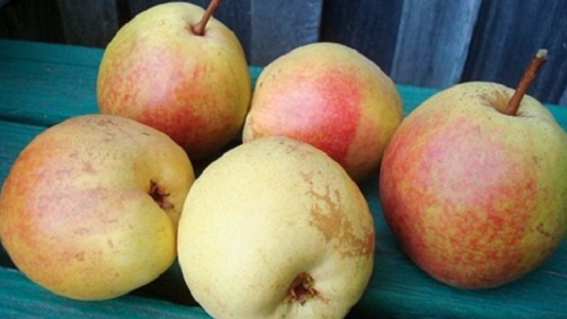 The best summer varieties of pears: description and characteristics