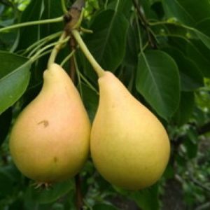 The best summer varieties of pears: description and characteristics
