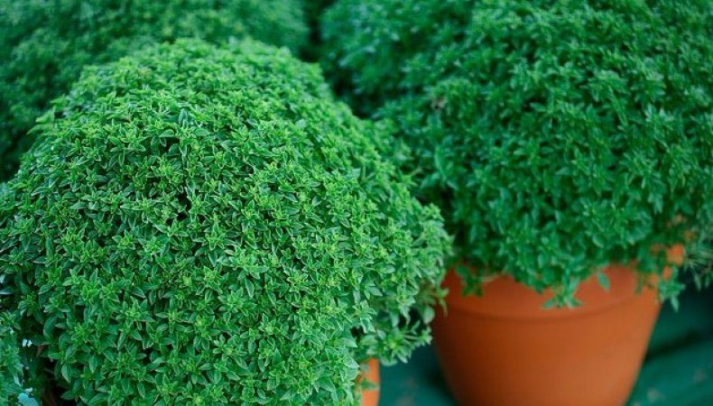The variety of varieties of basil: description and characteristics of varieties