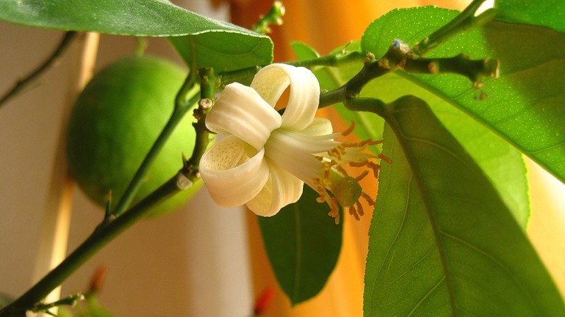 Instructions for the care of Pavlovsk lemon at home