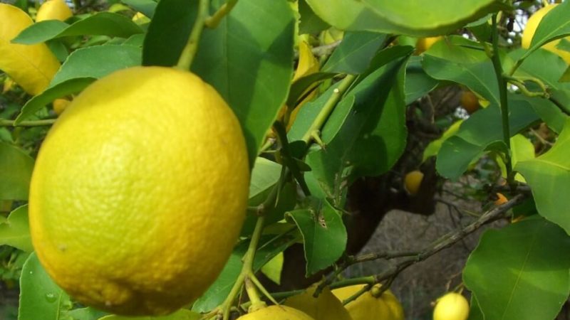 Instructions for the care of Pavlovsk lemon at home
