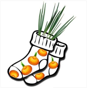 Using onions in socks for medicinal purposes