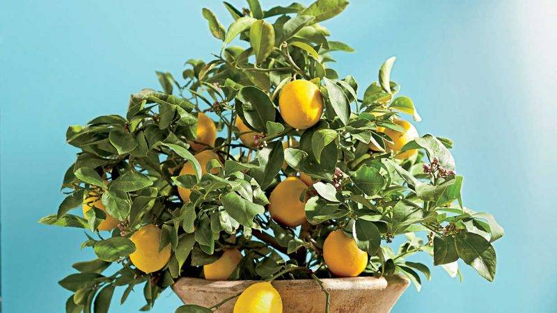 How to properly transplant lemon at home