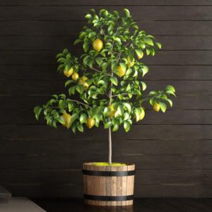 How to properly transplant lemon at home