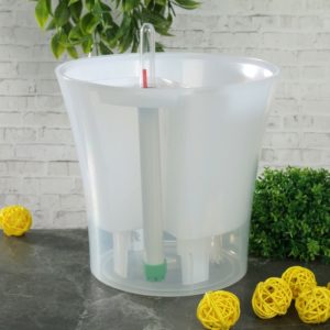 How to properly transplant lemon at home