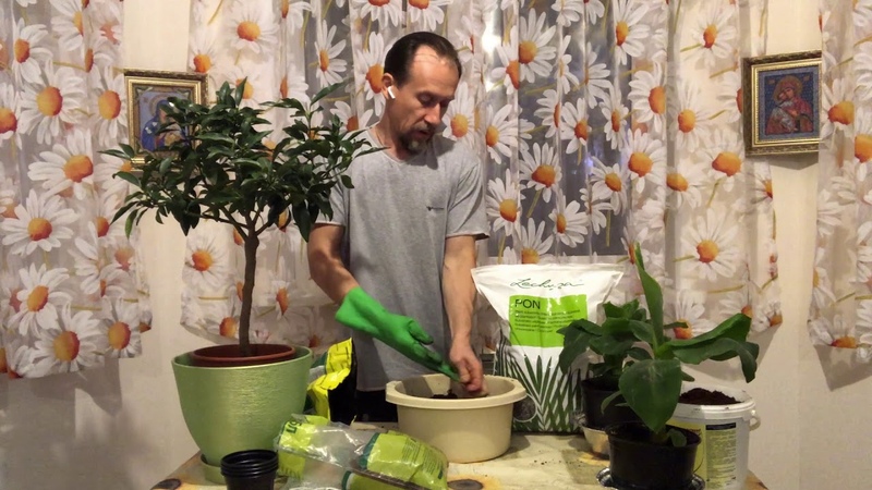 How to properly transplant lemon at home