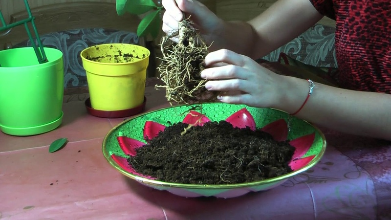 How to properly transplant lemon at home