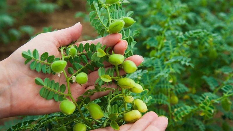How chickpeas grow in nature and on the site