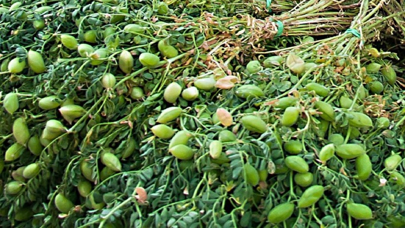 How chickpeas grow in nature and on the site