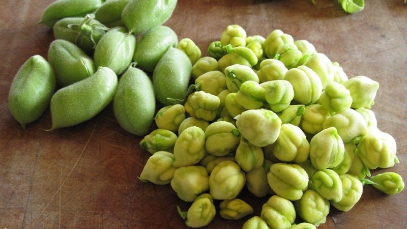 How chickpeas grow in nature and on the site