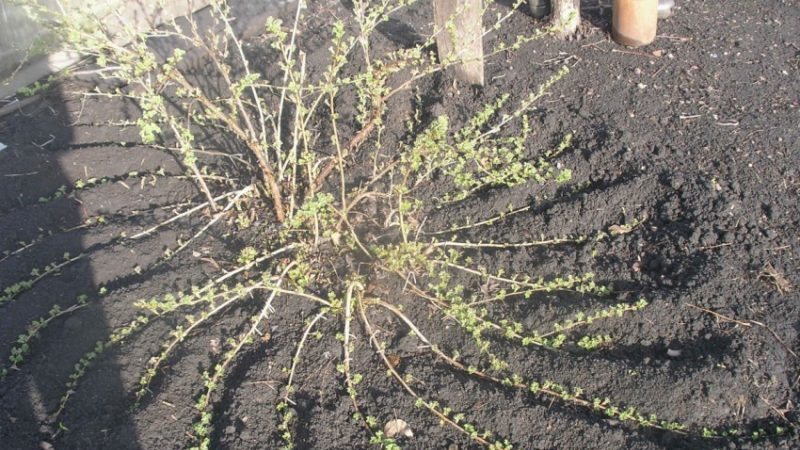How gooseberries reproduce - all ways