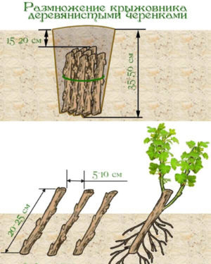 How gooseberries reproduce - all ways