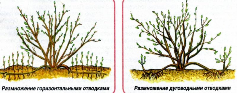 How gooseberries reproduce - all ways