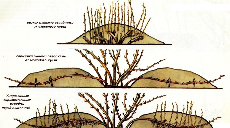 How gooseberries reproduce - all ways
