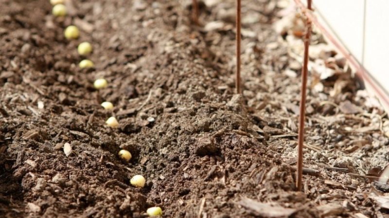 How to grow beans outdoors
