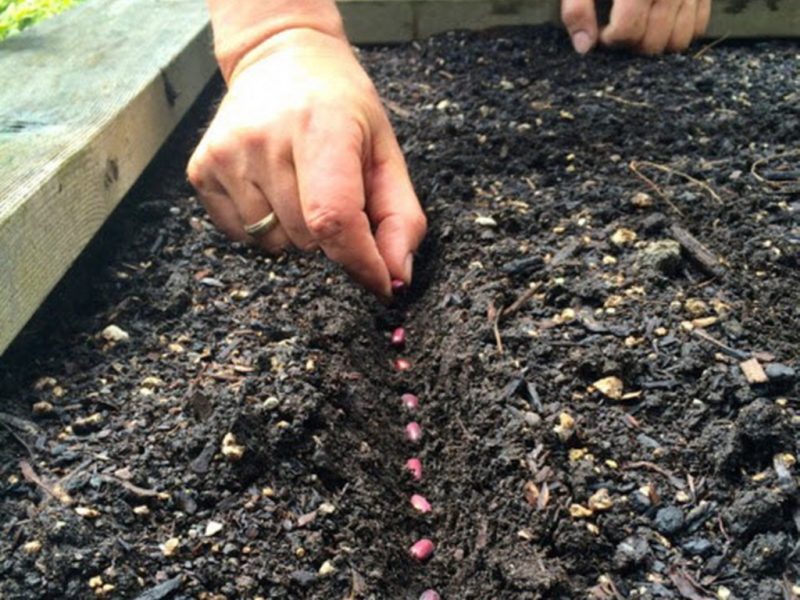 How to grow beans outdoors