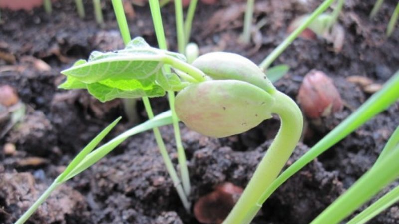 How to grow beans outdoors
