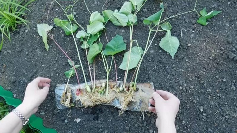How to grow beans outdoors