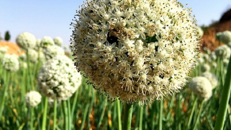 How to grow Nigella onions from seeds
