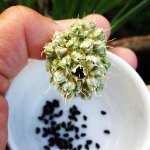 How to grow Nigella onions from seeds