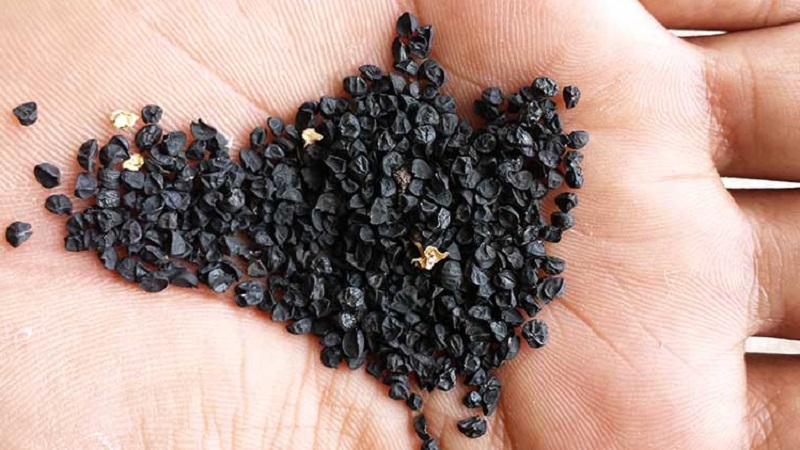 How to grow Nigella onions from seeds