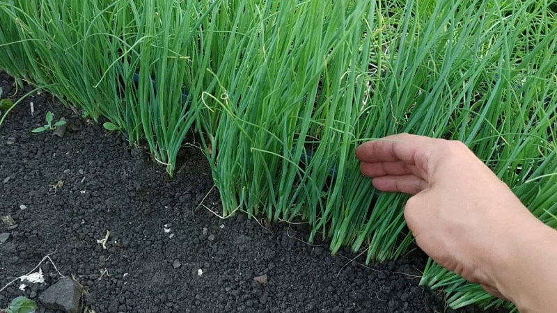 How to grow Nigella onions from seeds