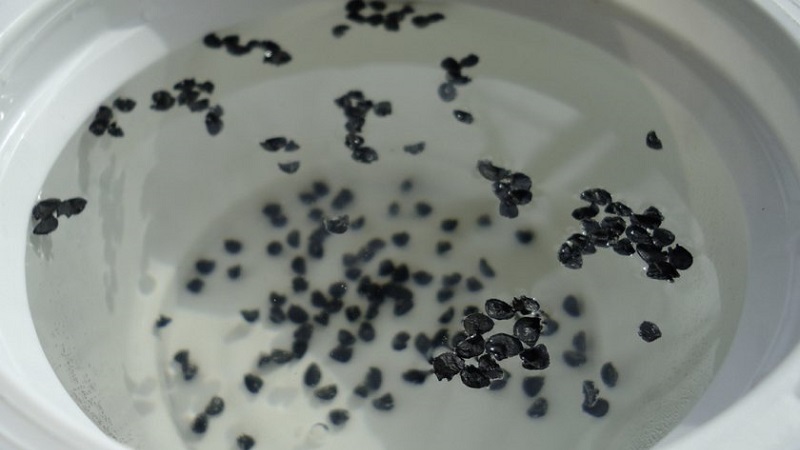 How to grow Nigella onions from seeds