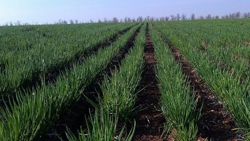 How to grow Nigella onions from seeds