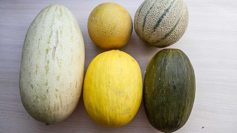 What are the types and varieties of melons
