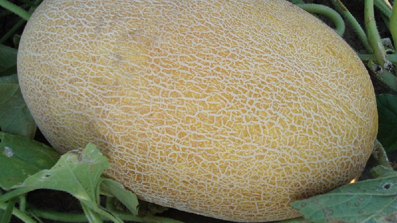 What are the types and varieties of melons