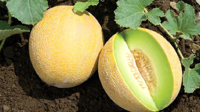 What are the types and varieties of melons