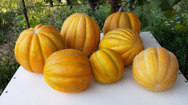 What are the types and varieties of melons